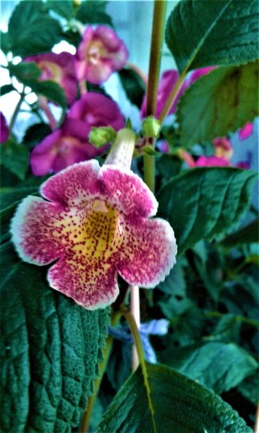  - colectia mea de achimenes 001 2020
