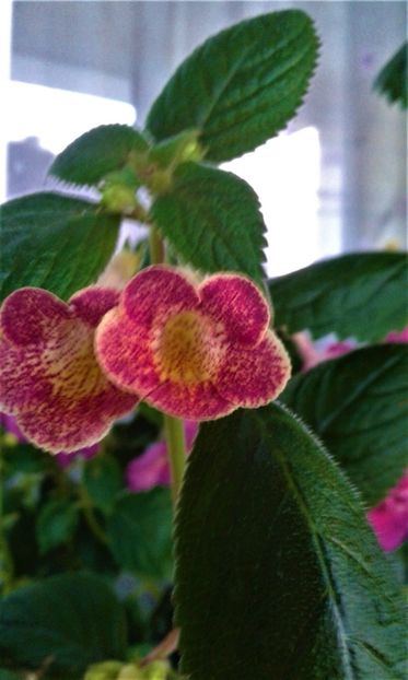  - colectia mea de achimenes 001 2020