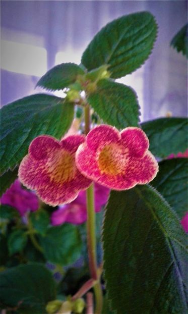  - colectia mea de achimenes 001 2020