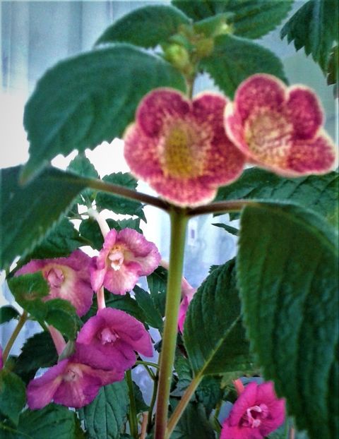  - colectia mea de achimenes 001 2020