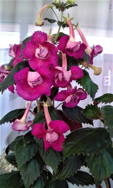  - achimenes werner 2020