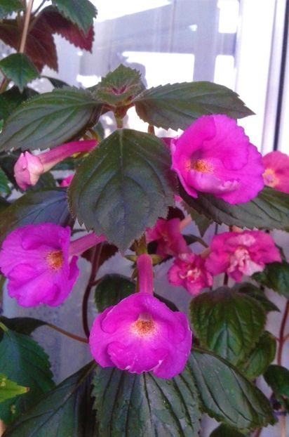  - colectia mea de achimenes 001 2020