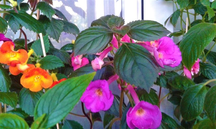  - colectia mea de achimenes 001 2020