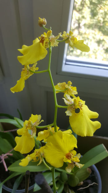 oncidium "SweetSugar" - Orhidee_4_simpodiale cu pseudobulbi