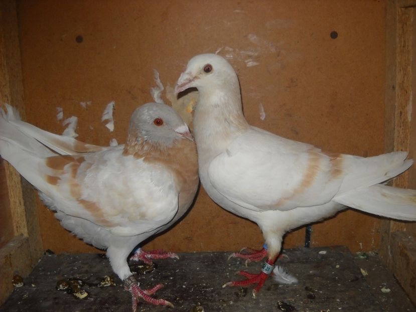  - UNDEVA IN SUCEAVA arhiva