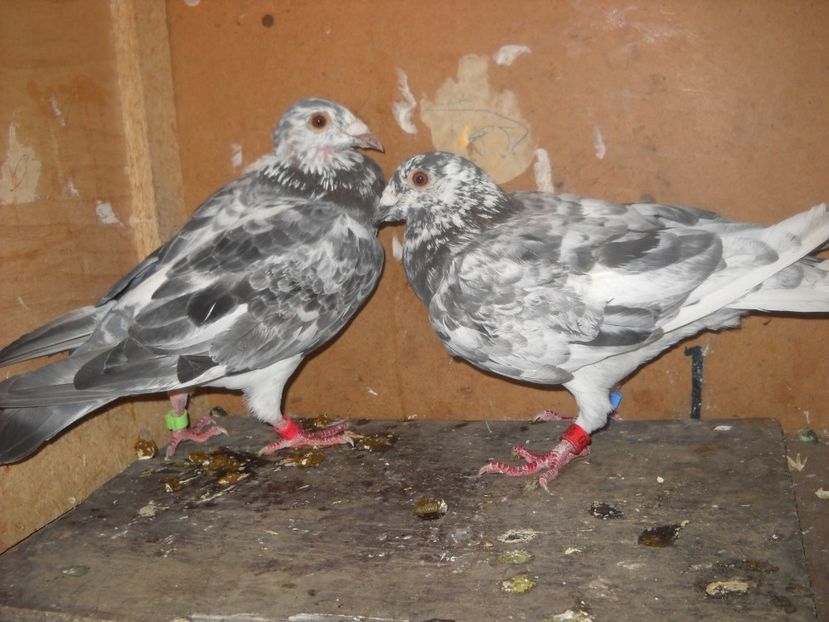  - UNDEVA IN SUCEAVA arhiva