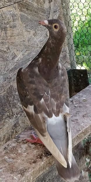  - NU AMI APARTIN 2020