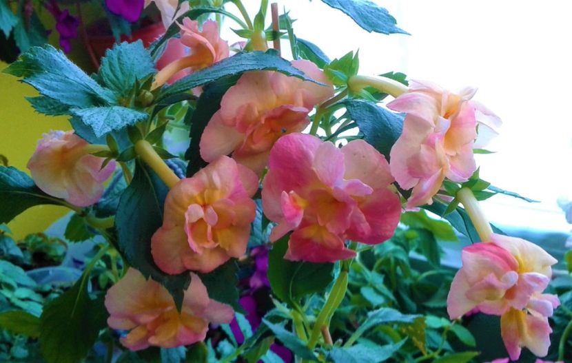  - 0000 ACHIMENES