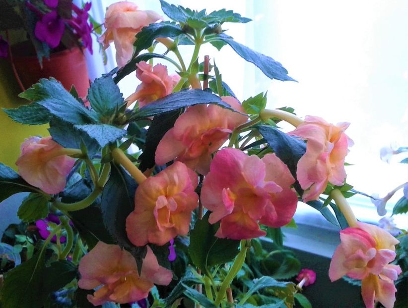  - 0000 ACHIMENES