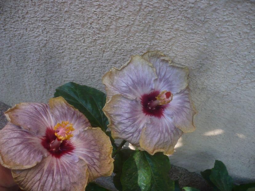 11.09.2020 - HIBISCUSI 2020-4