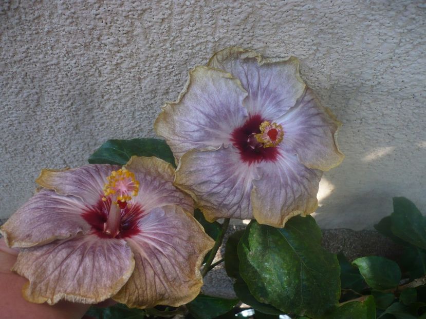 P1460416 - HIBISCUSI 2020-4