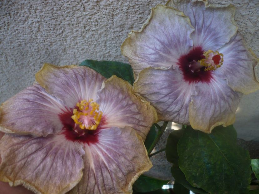 P1460417 - HIBISCUSI 2020-4