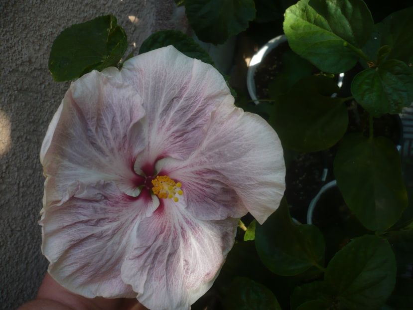 P1460418 - HIBISCUSI 2020-4