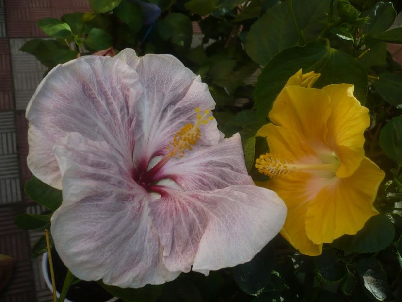 P1460419 - HIBISCUSI 2020-4