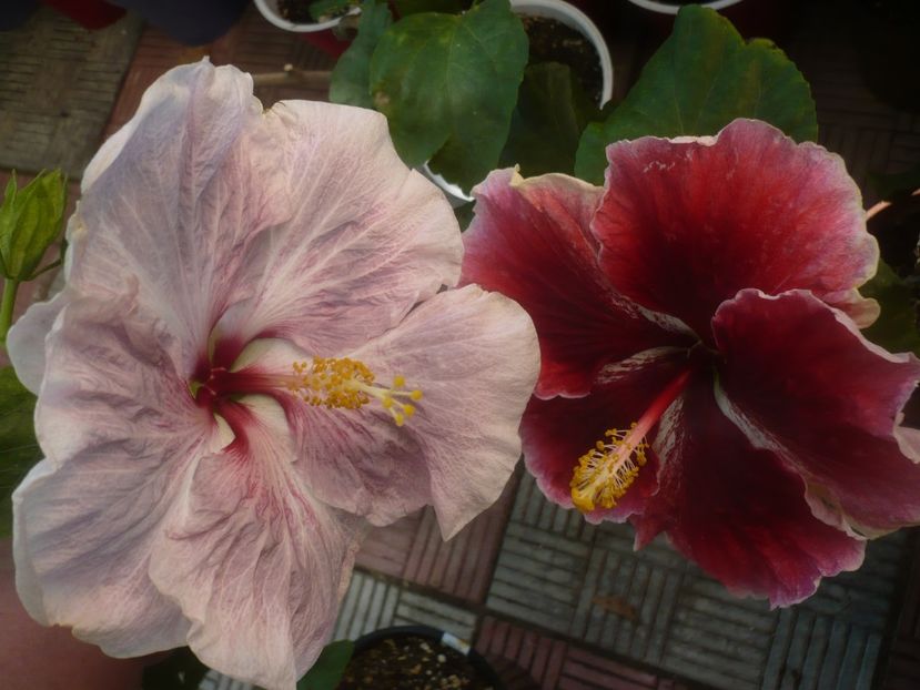 P1460421 - HIBISCUSI 2020-4