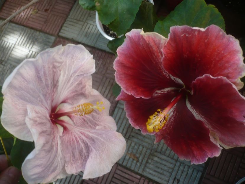 P1460422 - HIBISCUSI 2020-4