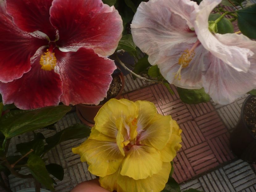 P1460424 - HIBISCUSI 2020-4