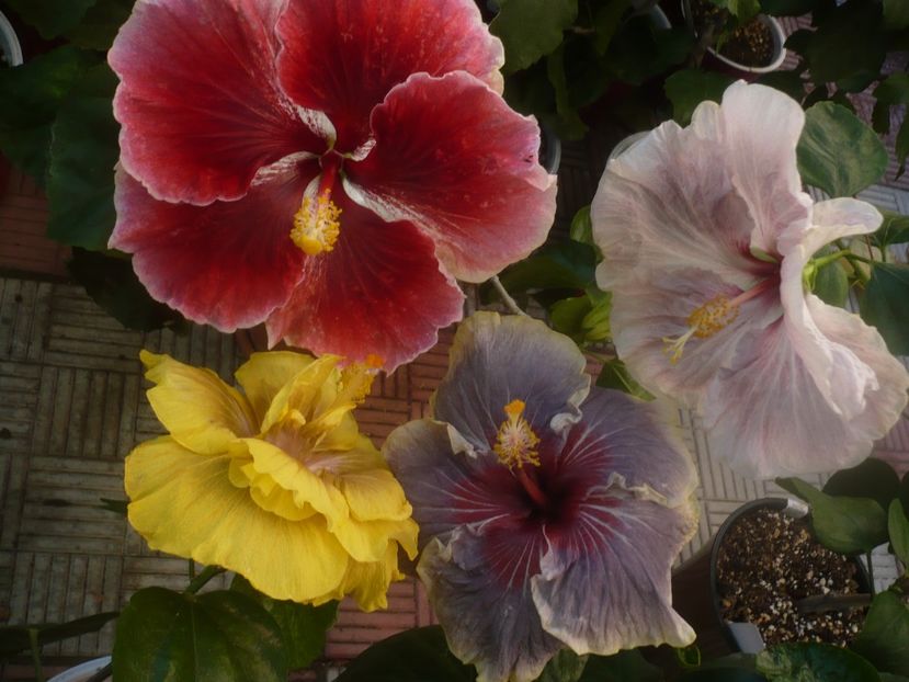 P1460425 - HIBISCUSI 2020-4