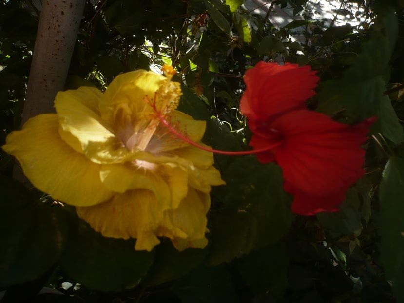 P1460427 - HIBISCUSI 2020-4