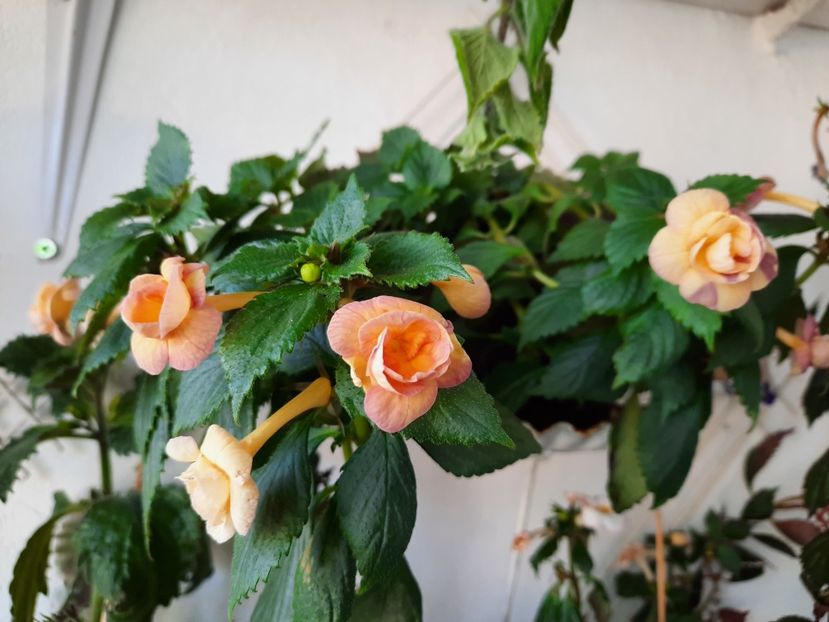  - RFs TROPICANA