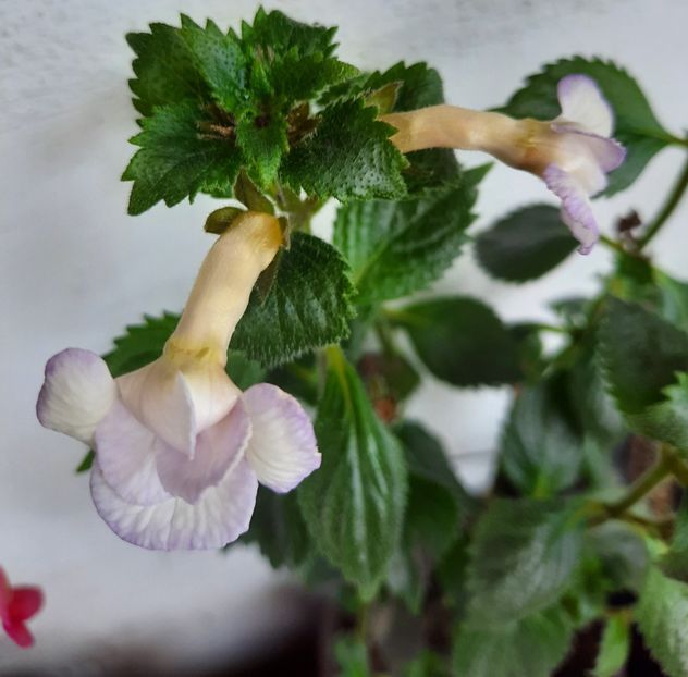 20200911_170030~2 - ICY VOLGA