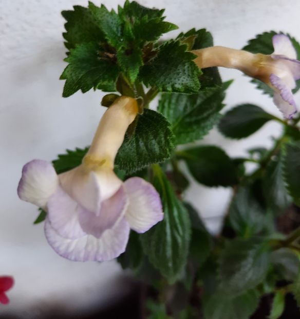 20200911_170028~2 - ICY VOLGA