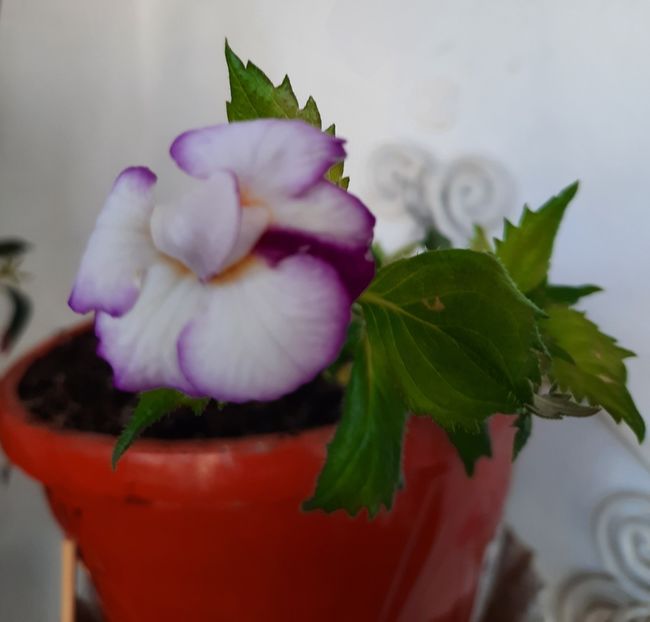 20200911_165313~2 - QUEEN OF LACE