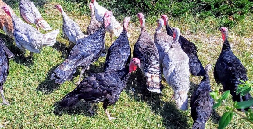  - b-Pui de Curcă 2020