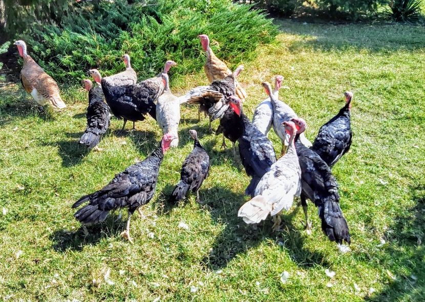  - b-Pui de Curcă 2020