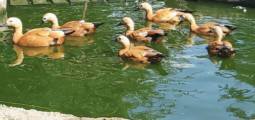  - a-Boboci Călifar 2020