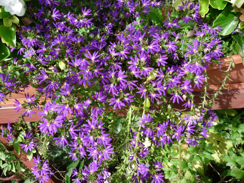  - 2020 - 03 - Toamna