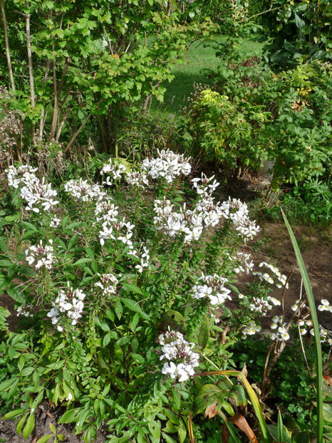  - 2020 - 03 - Toamna