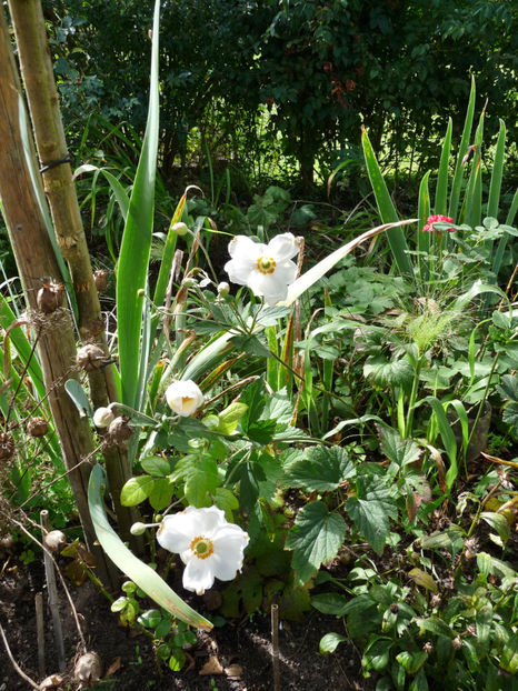  - 2020 - 03 - Toamna