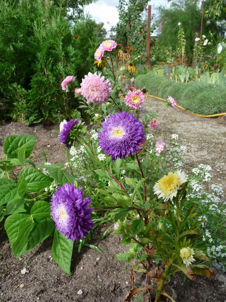  - 2020 - 03 - Toamna