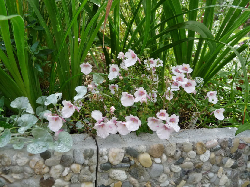  - 2020 - 03 - Toamna