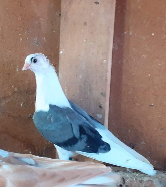  - 5-Jucatori de Amara