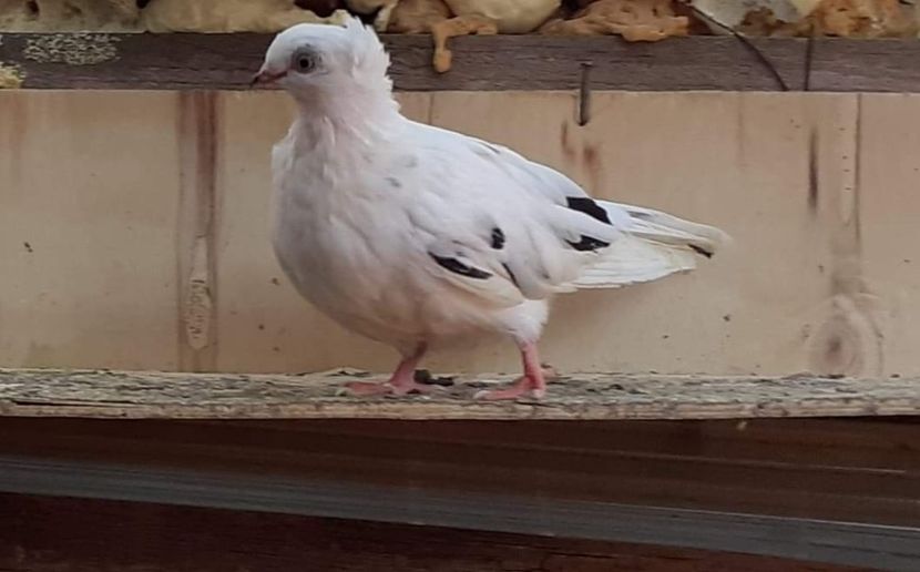  - 5-Jucatori de Amara