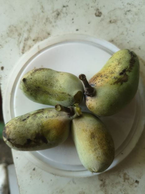 bananute pawpaw - arbori fructiferi 2020