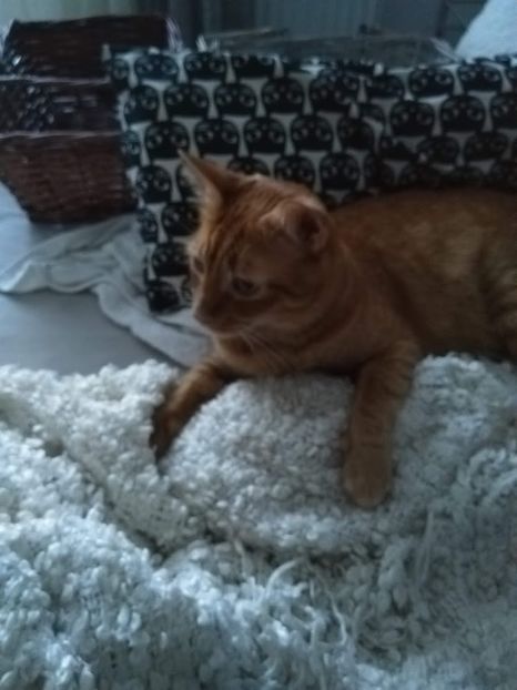  - Susoi - un Garfield mai micut