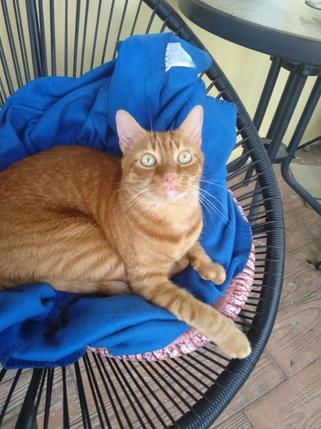  - Susoi - un Garfield mai micut