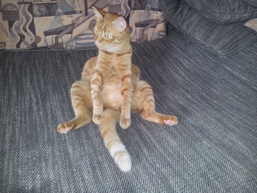 susa1 - Susoi - un Garfield mai micut