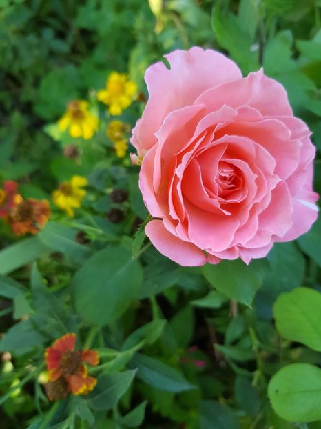 Laurent Cabral - Trandafiri