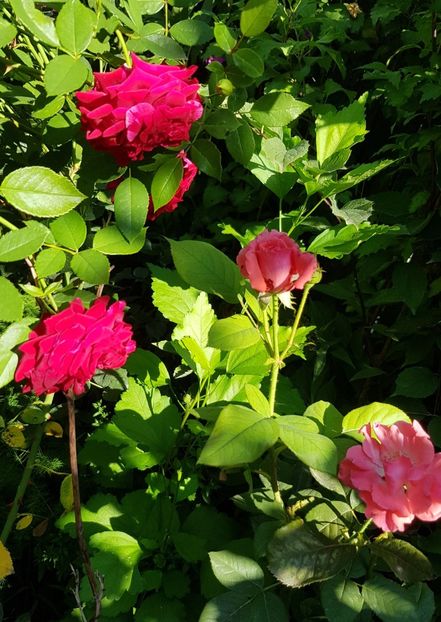 Deep impresion și Parade - Trandafiri