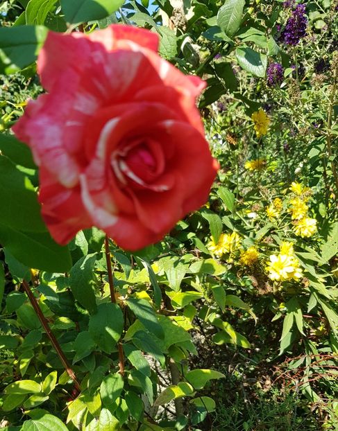 Philathelie - Trandafiri