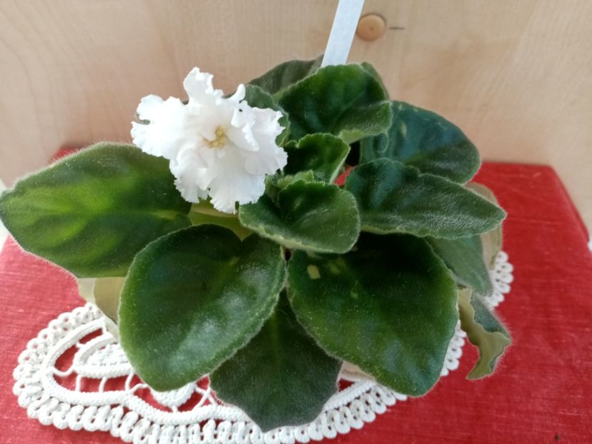  - LE Riabinaia Kudriavaia