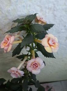  - 1 2020 - CYTRO Britta Dietze