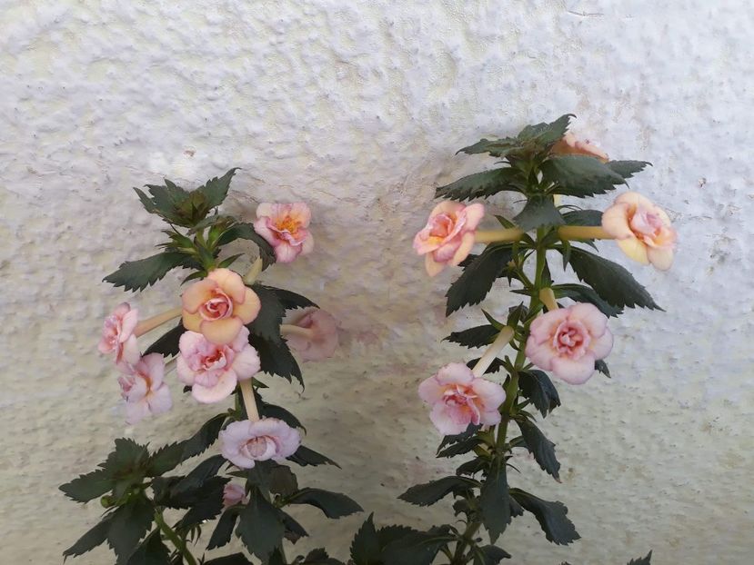  - 1 2020 - CYTRO Britta Dietze