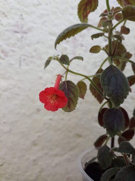  - P21 - Dutch Treat xA