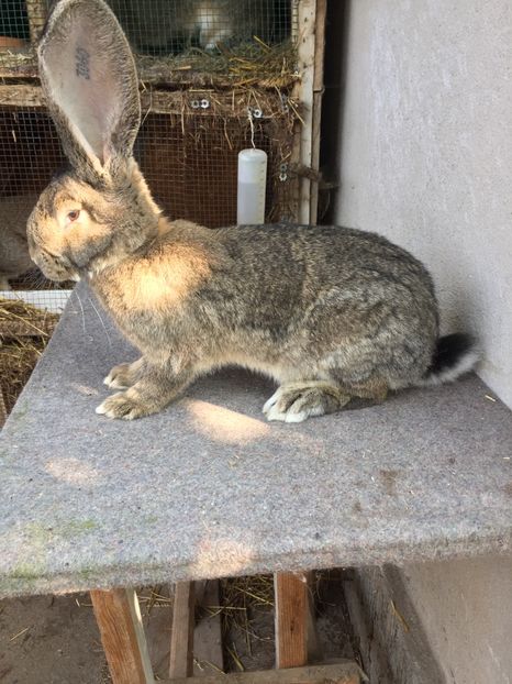 396475BB-6207-4D8B-8500-A84C8D8821B1 - RO 8-3060