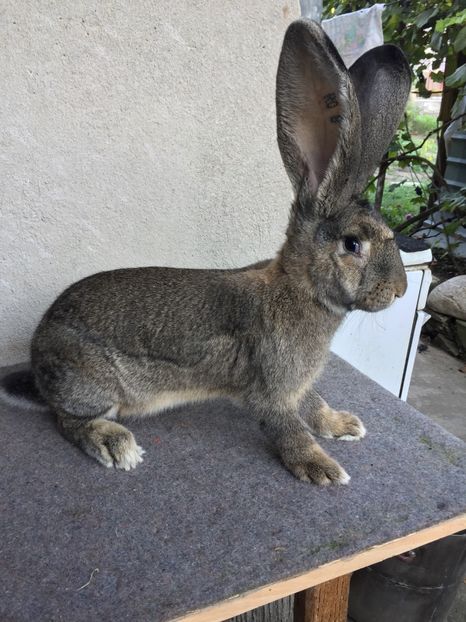 E1C36E64-726C-4118-8CD2-5D8B615EB478 - RO 8-3056